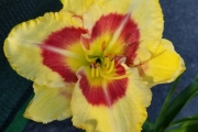 Hemerocallis 'Montery Jack' 